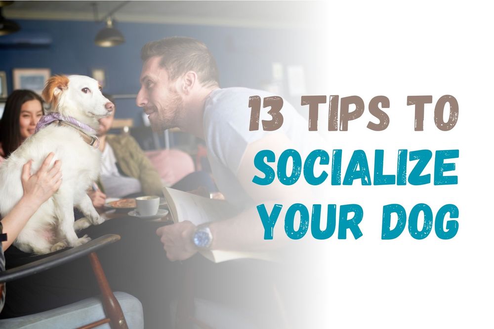 13 Tips to Socialize Your Dog