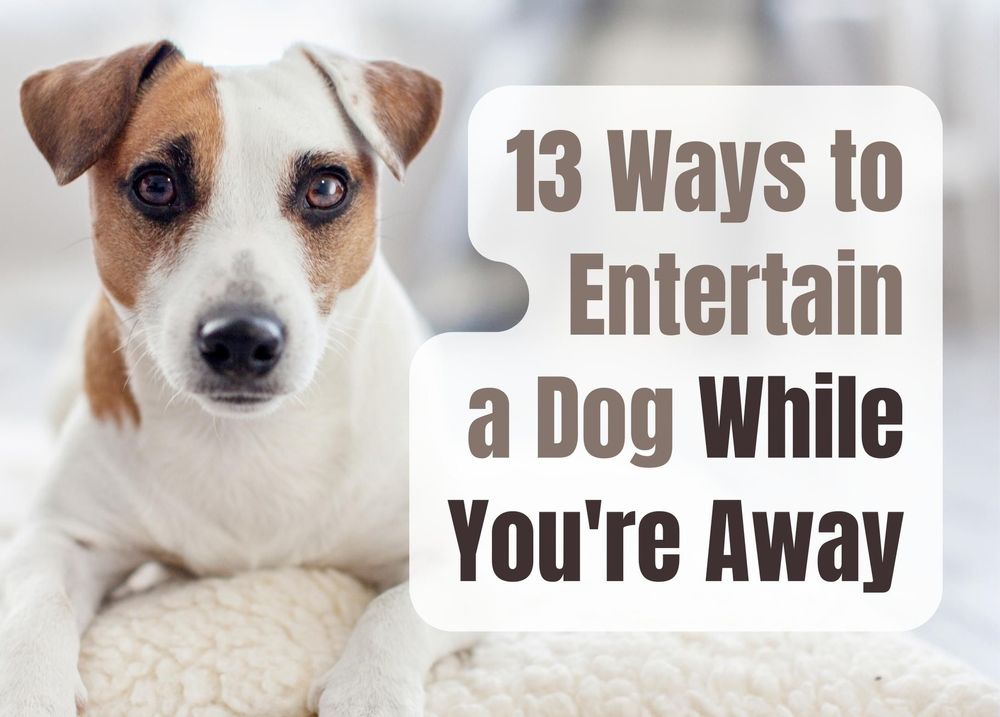 13 Ways to Keep Your Dog Entertained While You're Away