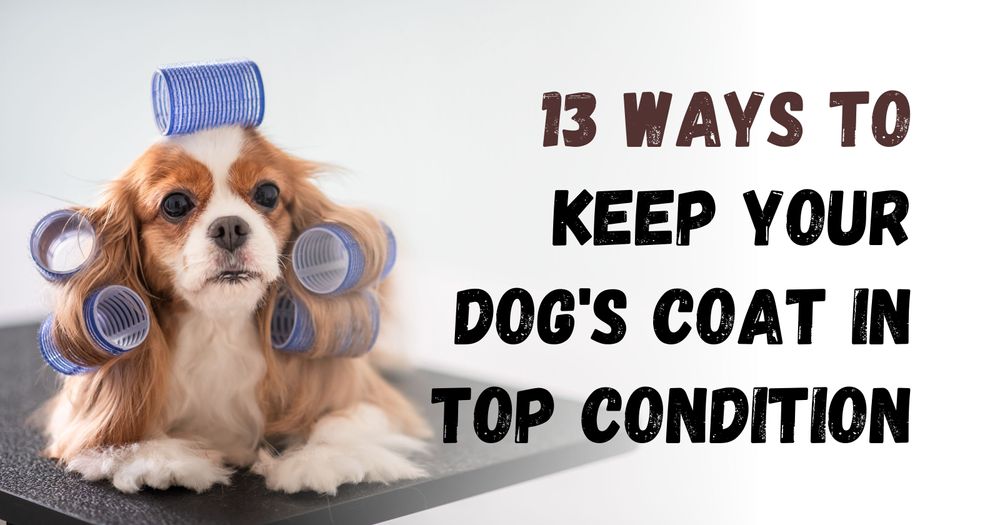 13 Ways to Keep Your Dog's Coat in Top Condition