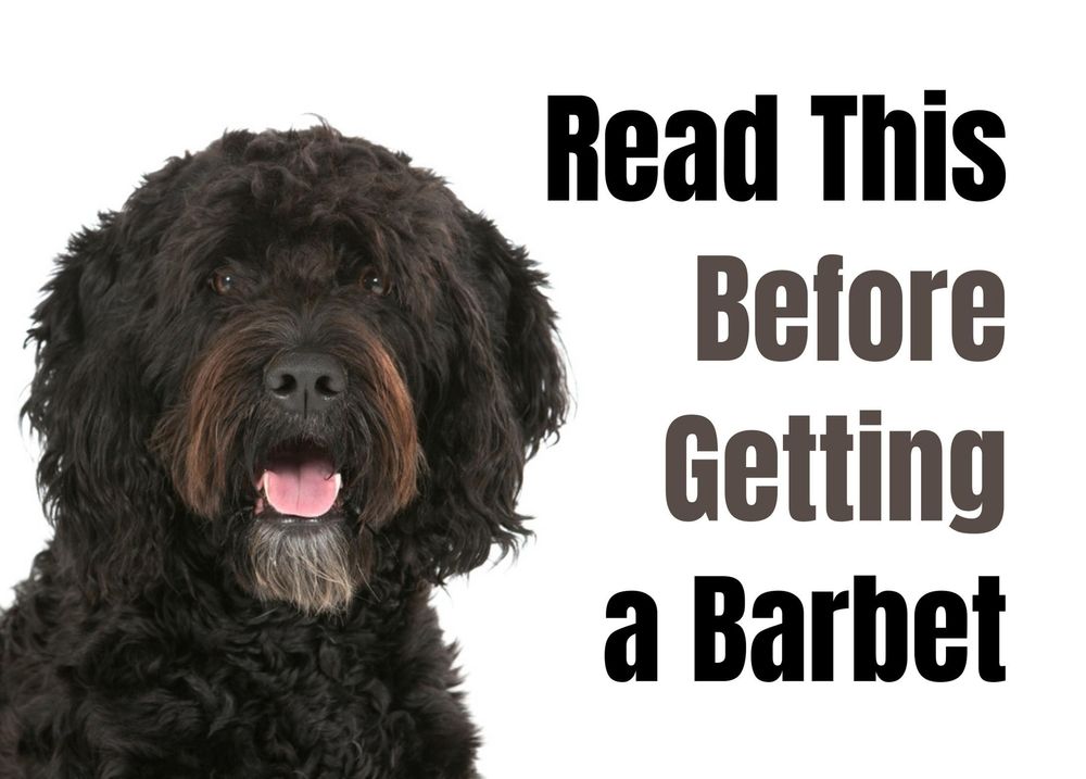 how often should you walk your barbet puppy