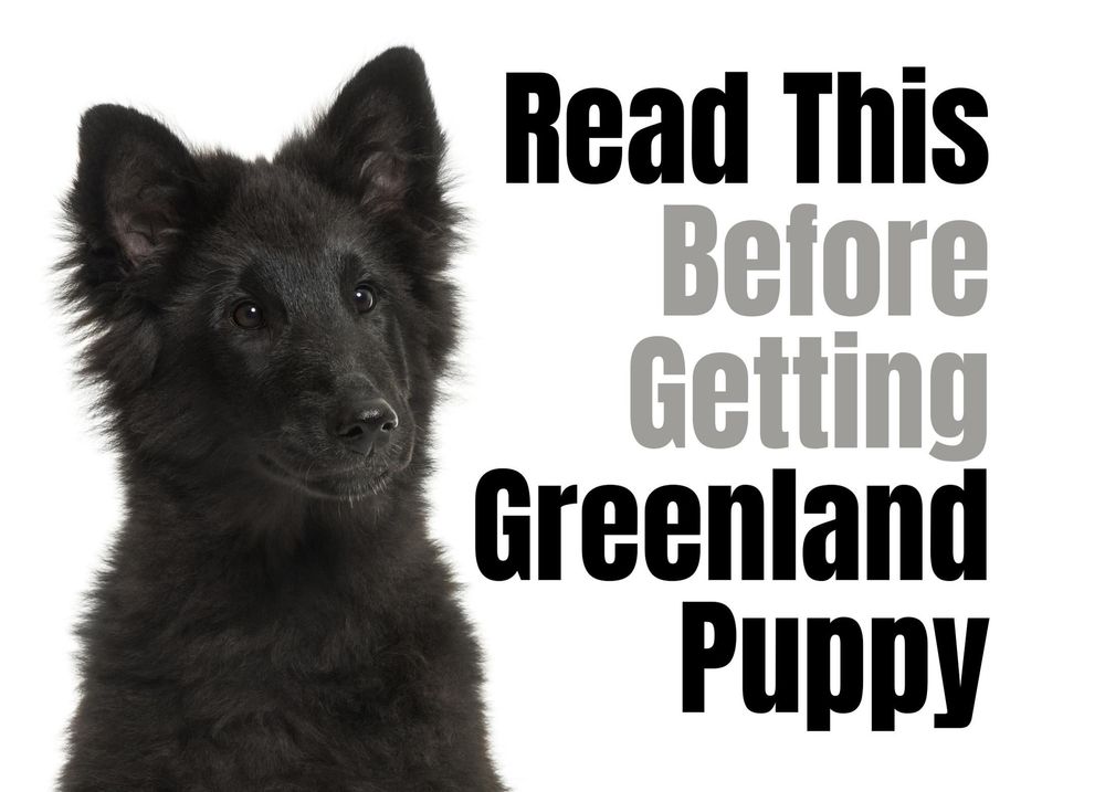 14 Things to Consider Before Buying a Greenland Puppy