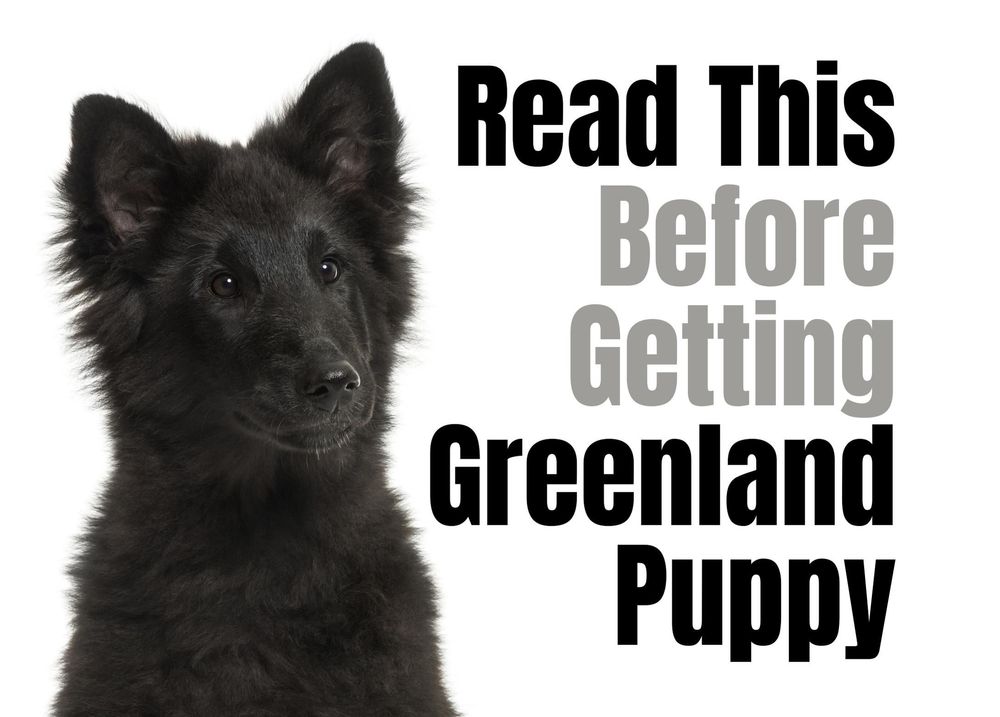 are there puppies in greenland