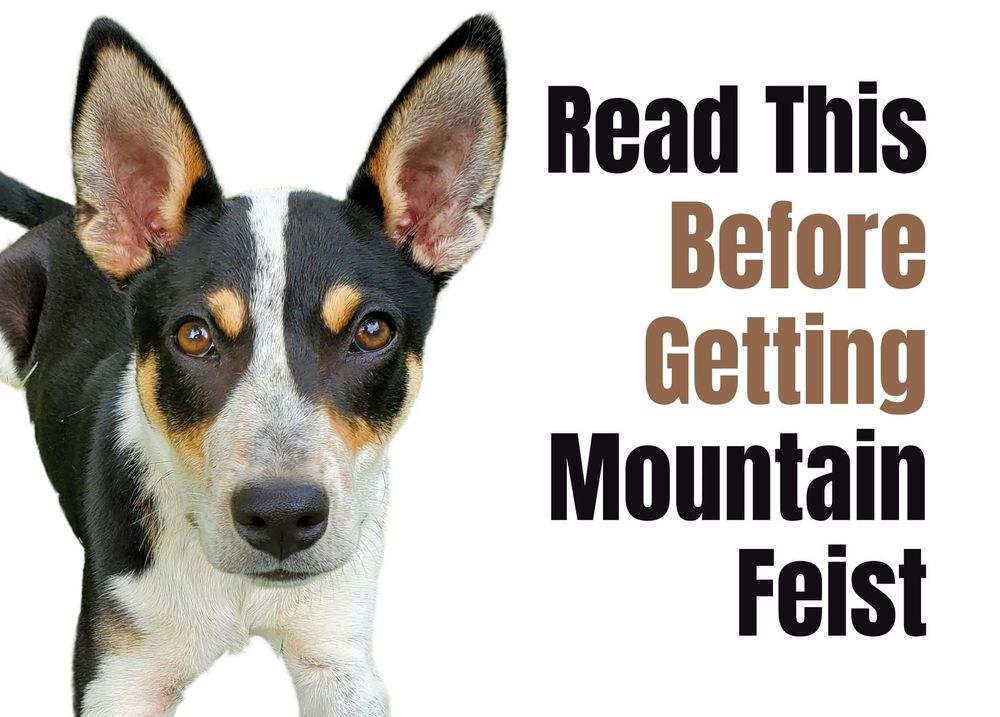 are mountain feist dogs kid friendly