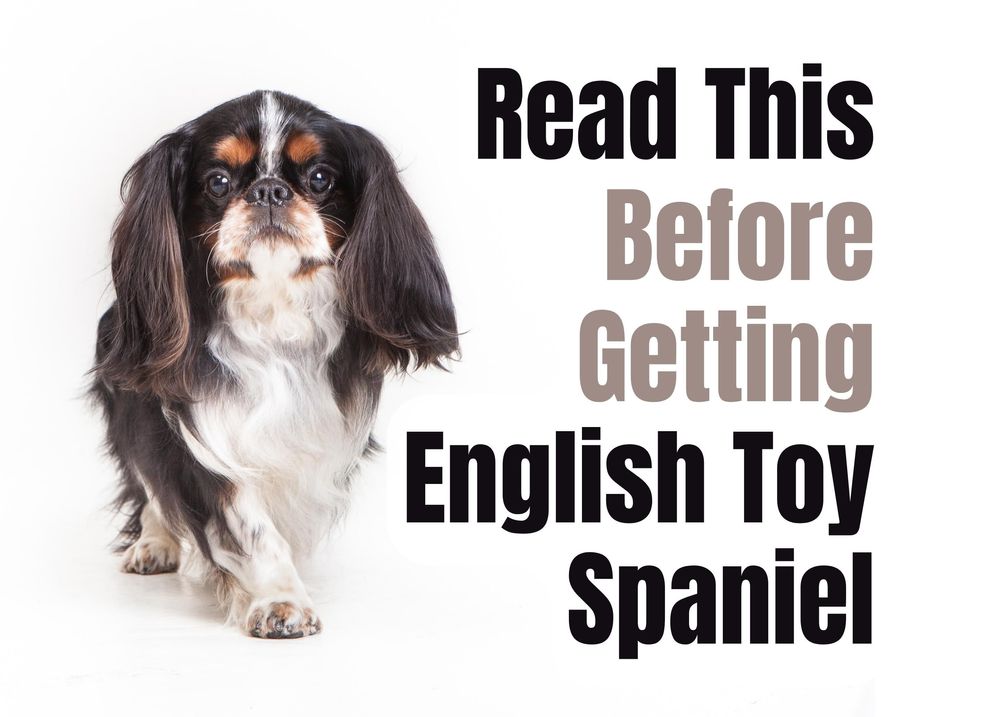 is a cavalier king charles spaniel the same as a toy spaniel