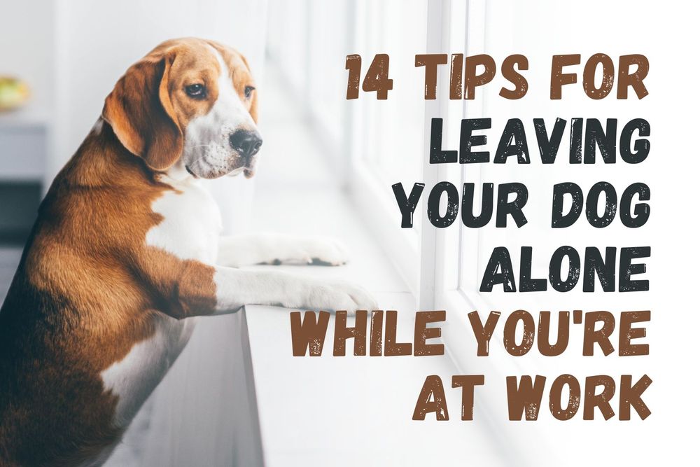 14 Tips for Leaving Your Dog Alone While You're at Work.