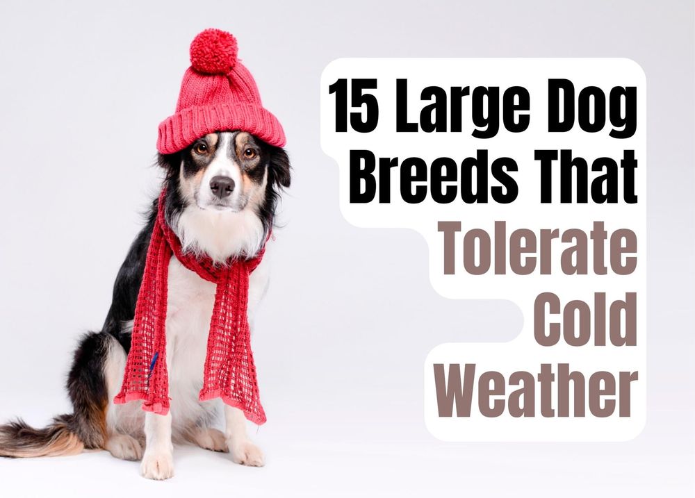 what dogs can handle cold weather