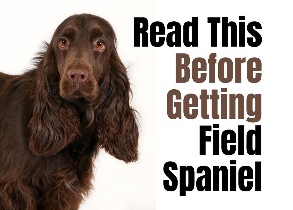 Field best sale spaniel dog