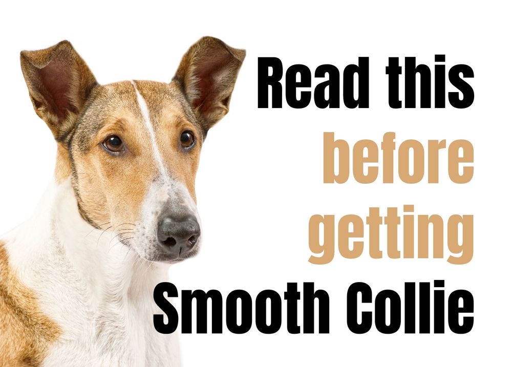 15 Things to Consider Before Buying a Smooth Collie Puppy 