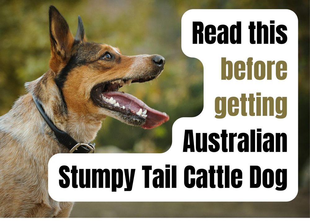 15 Things to Consider Before Buying an Australian Stumpy Tail Cattle Puppy