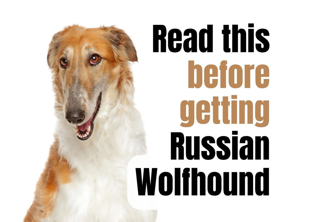 15 Things to Consider Before Buying Russian Wolfhound Puppy