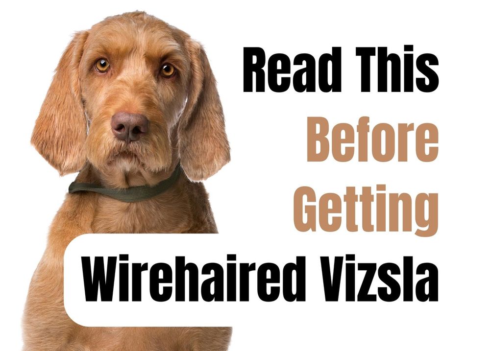 who is wirehaired vizsla