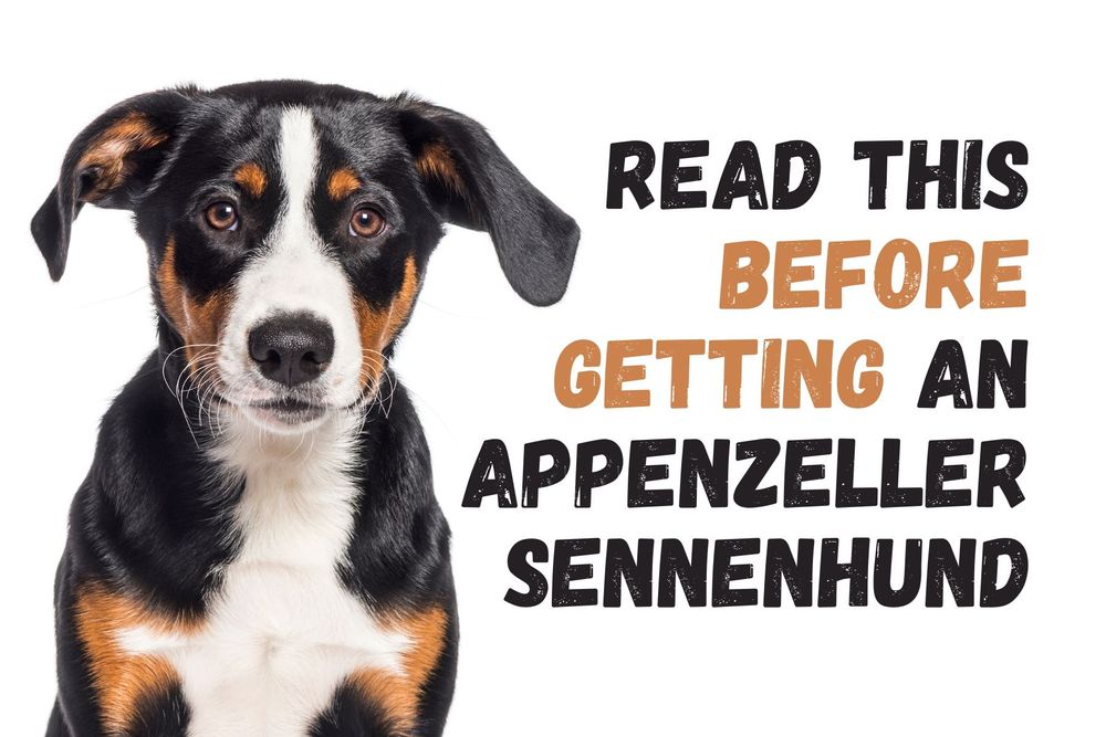 do appenzeller sennenhund bark a lot