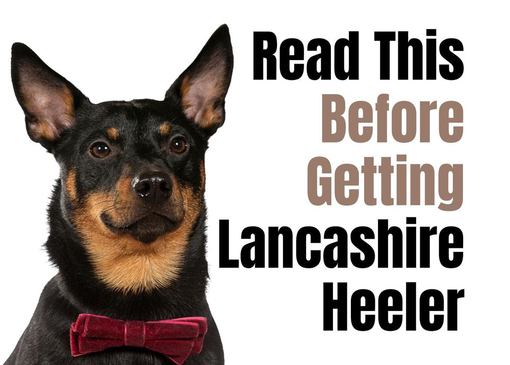 are lancashire heelers good dogs
