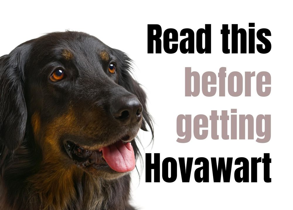 17 Things to Consider Before Buying a Hovawart Puppy