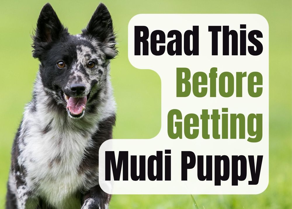 17 Things to Consider Before Buying a Mudi Puppy