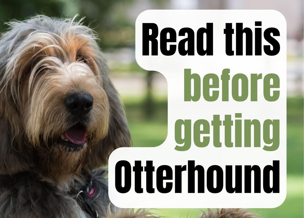 17 Things to Consider Before Buying an Otterhound Puppy