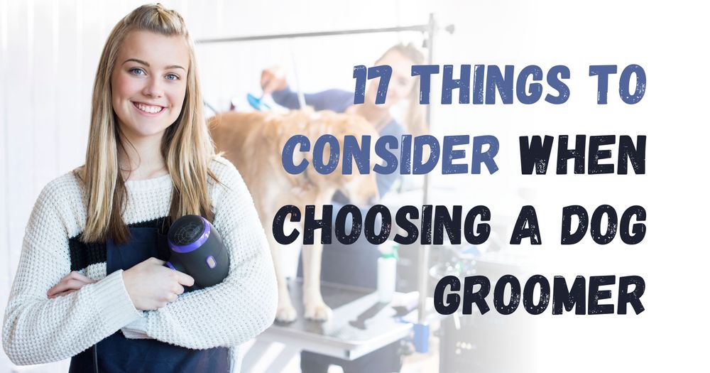 17 Things to Consider When Choosing a Dog Groomer