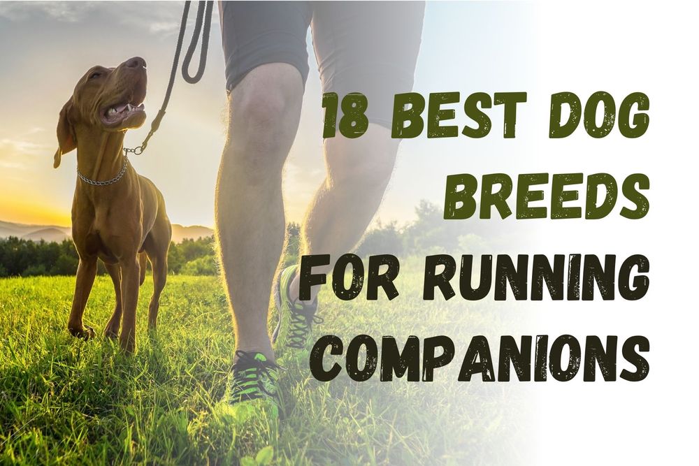 18 Best Dog Breeds for Running Companions