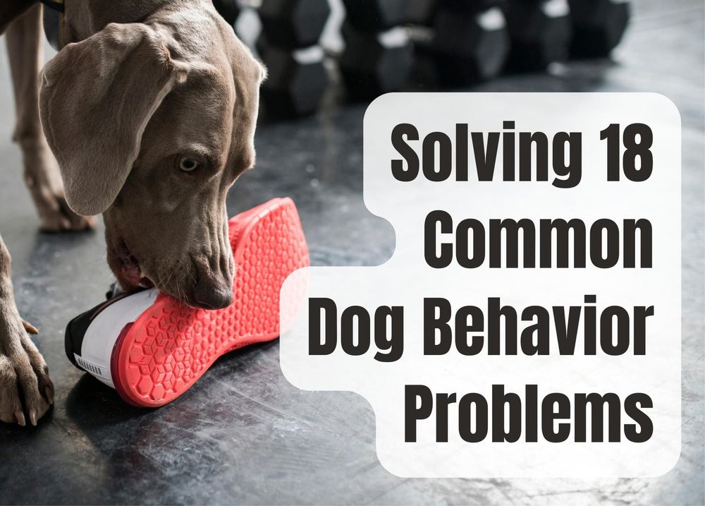 18 Common Dog Behavior Problems and How to Solve Them