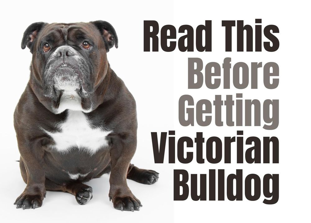 18 Things to Consider Before Buying a Victorian Bulldog Puppy