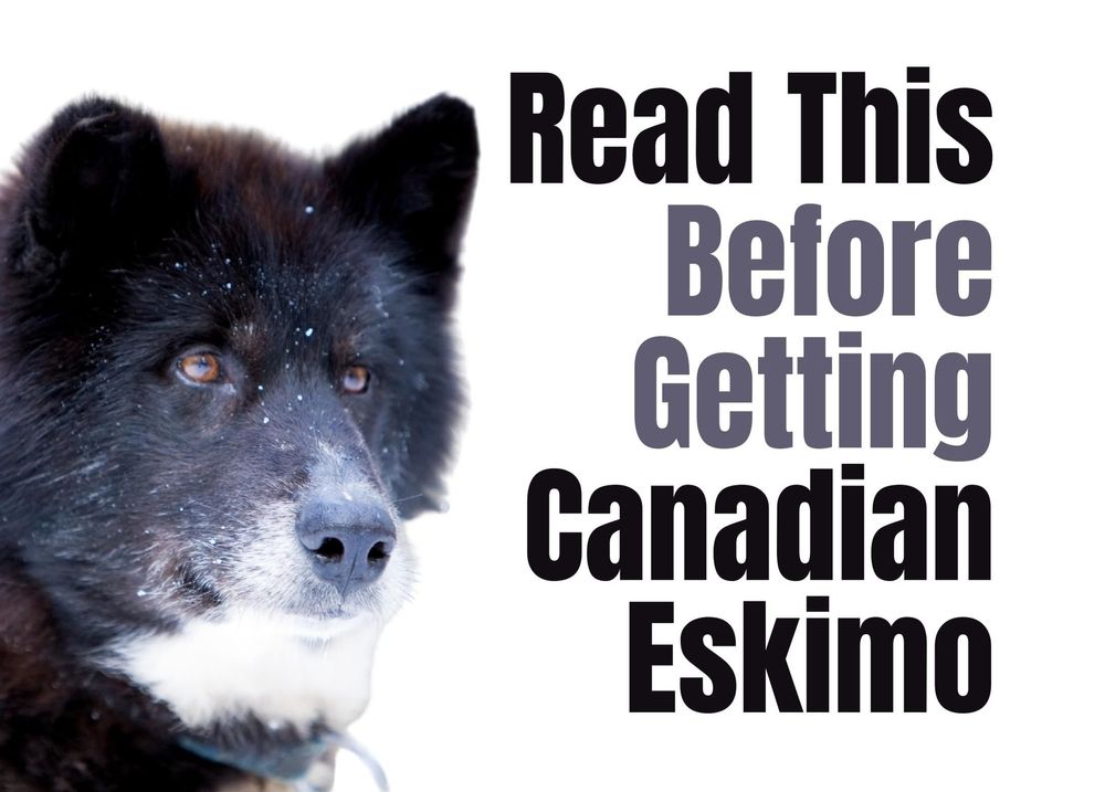 Canadian eskimo best sale