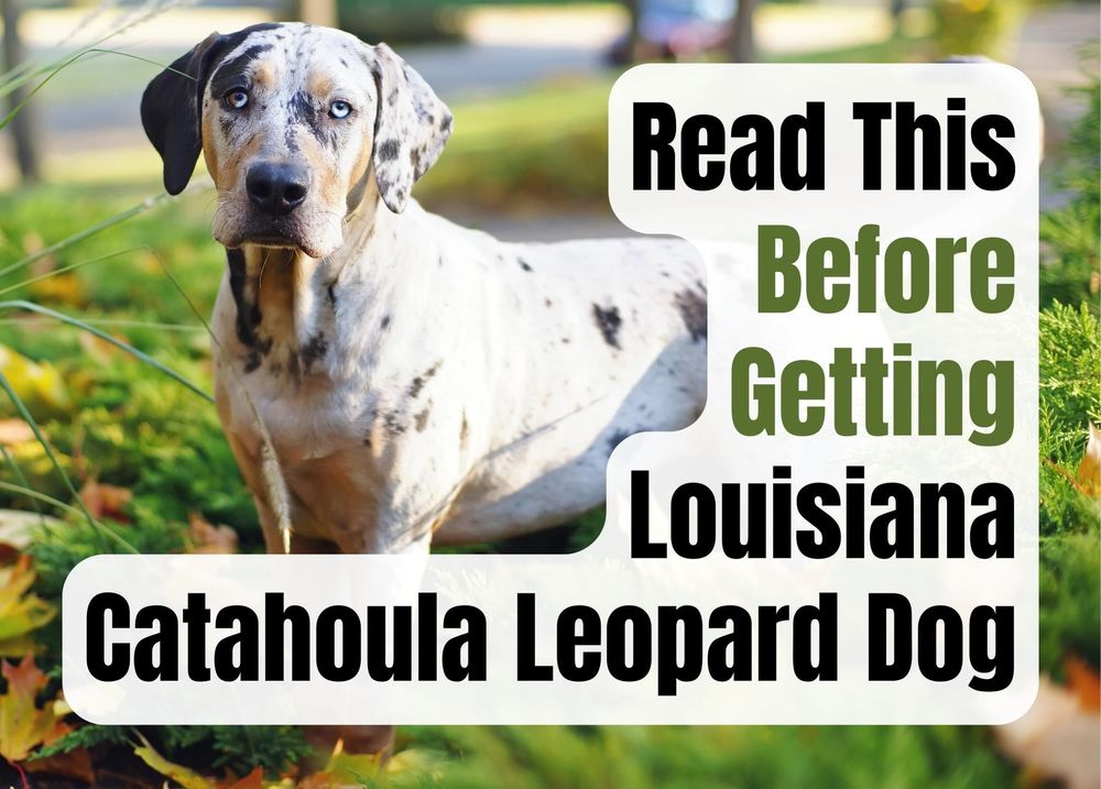 are catahoula leopard dog the most intelligent dogs