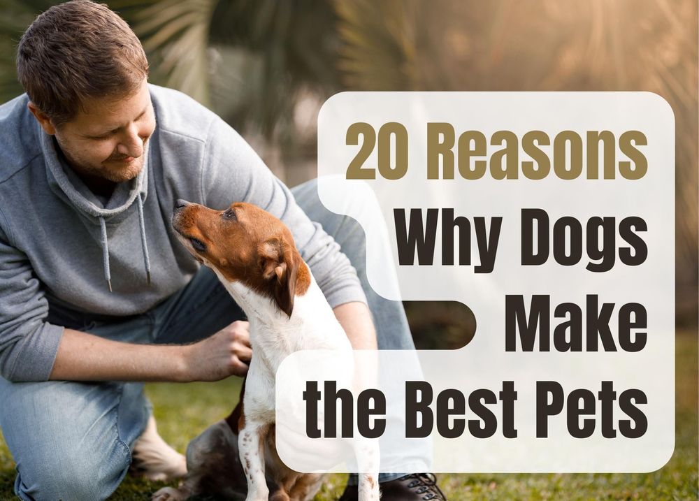 20 Reasons Why Dogs Make the Best Pets