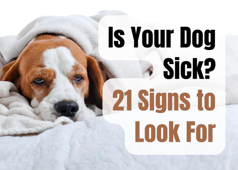 21 Signs That Your Dog May Be Sick and Needs to See a Vet