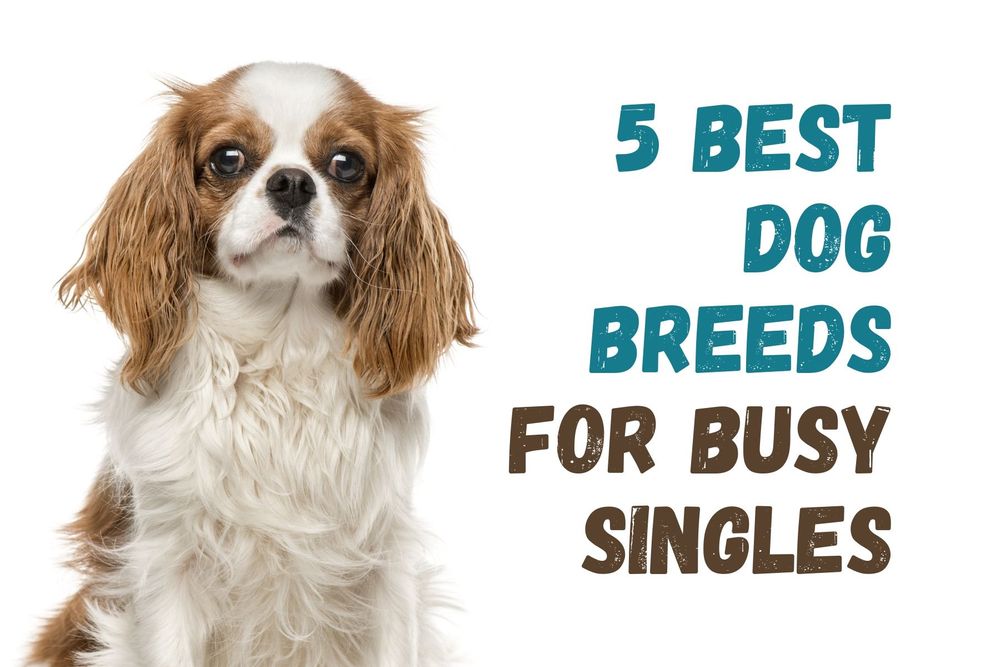 5 Best Dog Breeds For Busy Singles