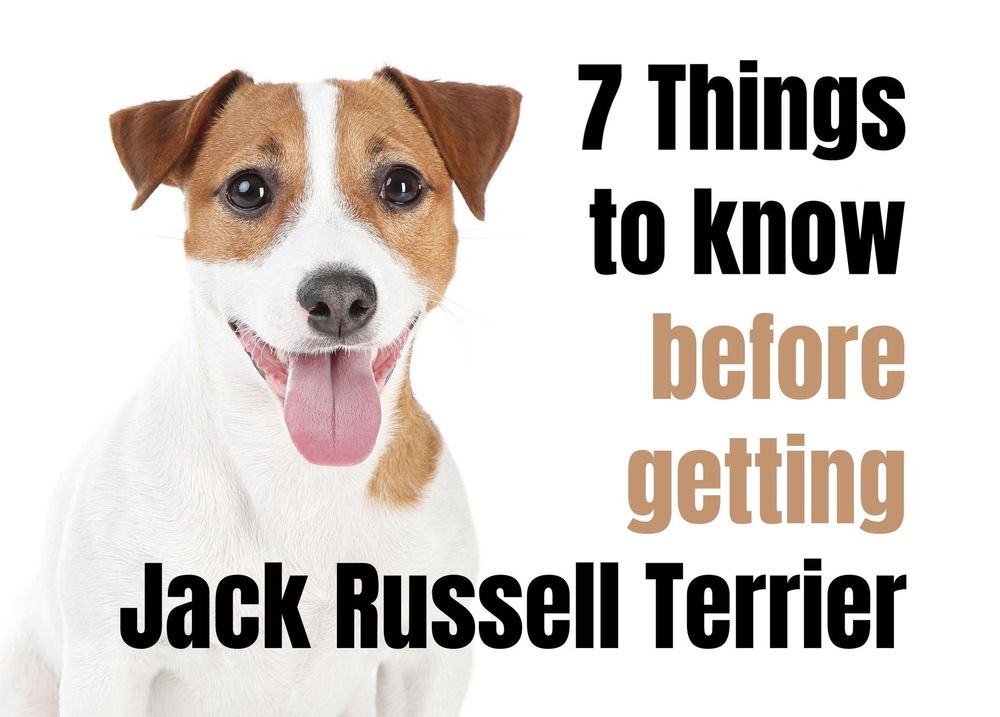 how many times a day should you feed a jack russell