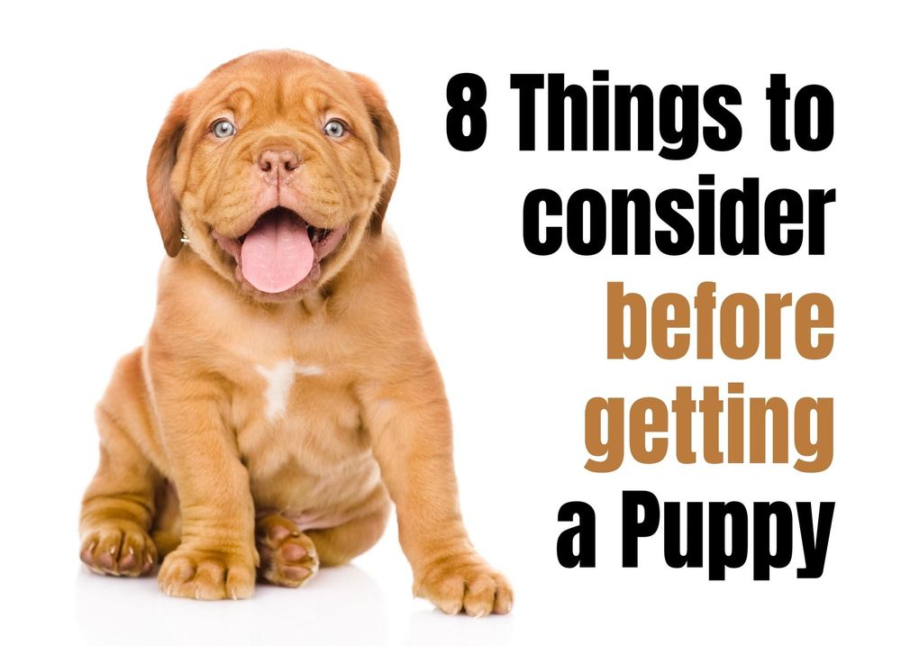 what do you need when you get a puppy