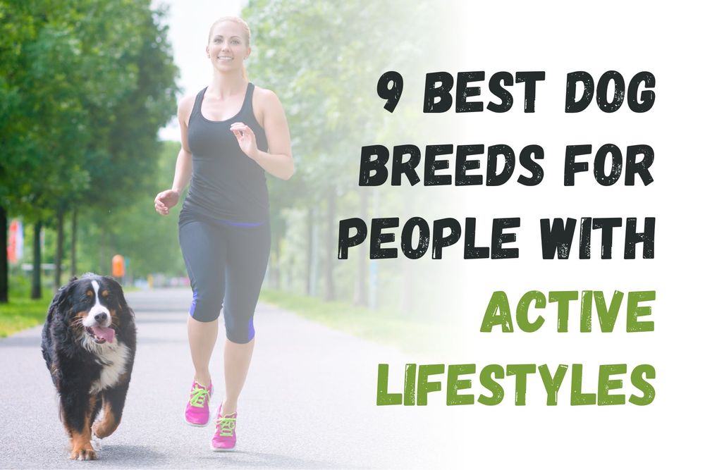 9 Best Dog Breeds For People With Active Lifestyles