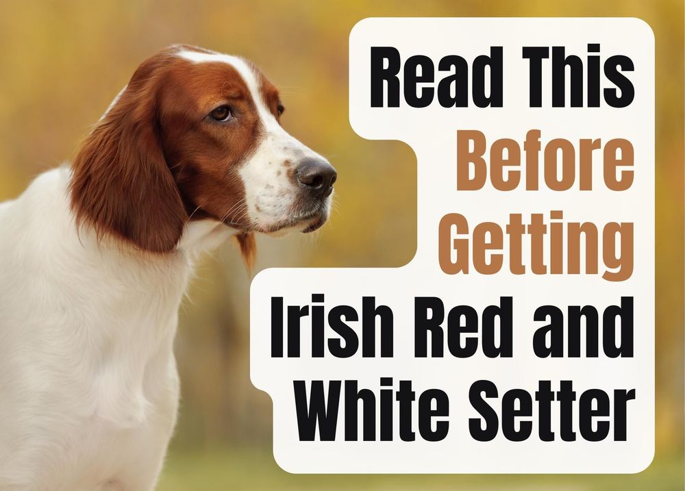 hvidløg skrivning dybt 9 Interesting Things to Know About the Irish Red and White Setter