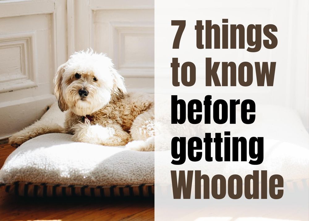 what are whoodles like