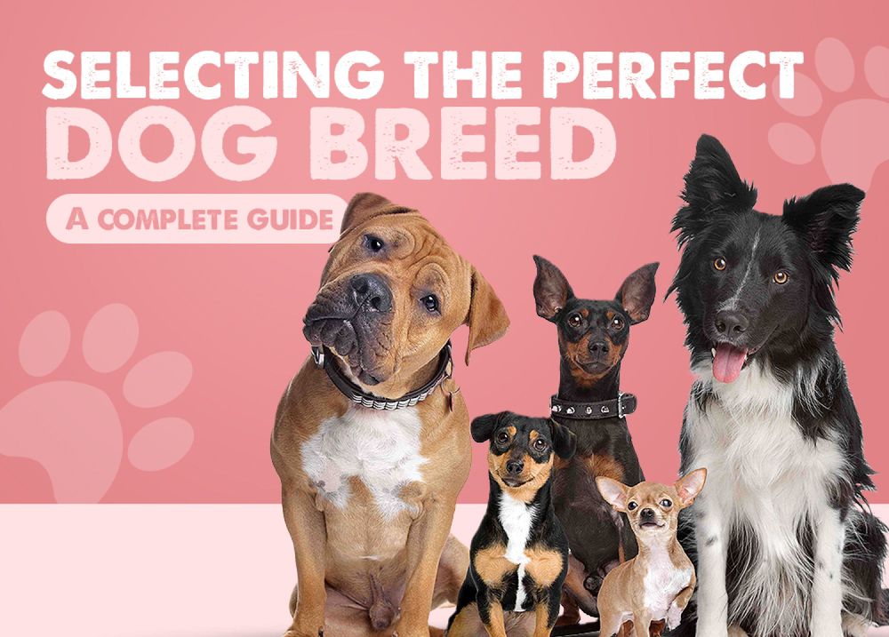 Selecting the perfect dog breed: a complete guide.