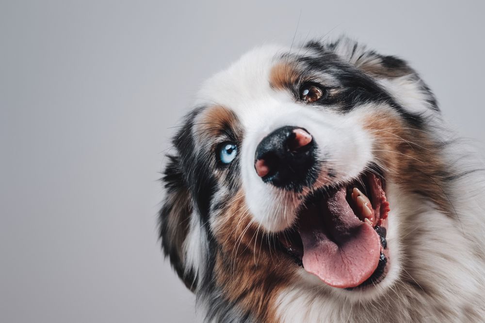 are australian shepherds cowards