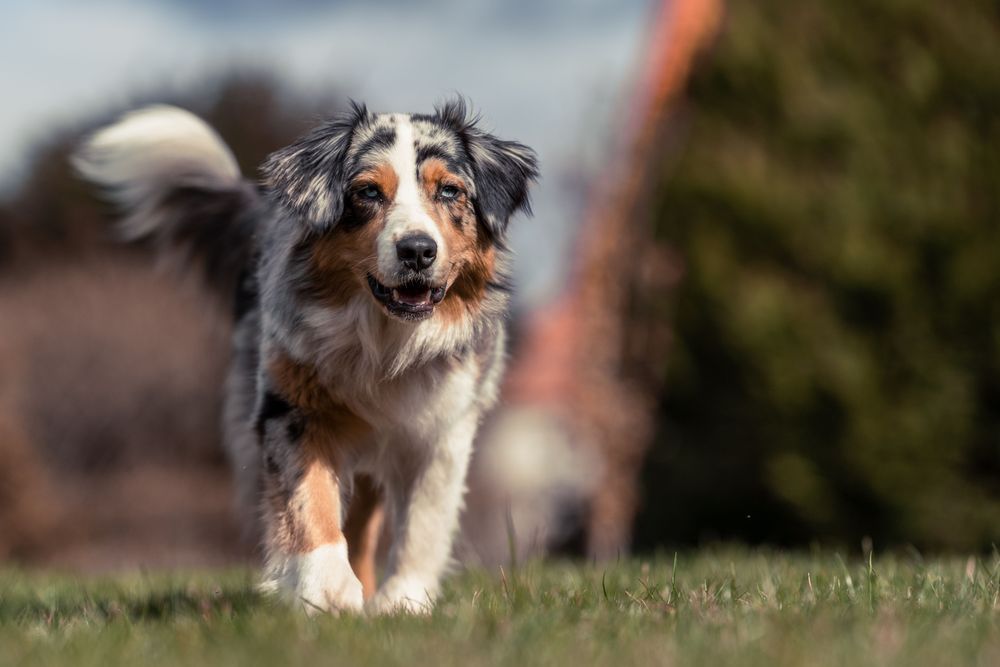 are australian shepherds cowards