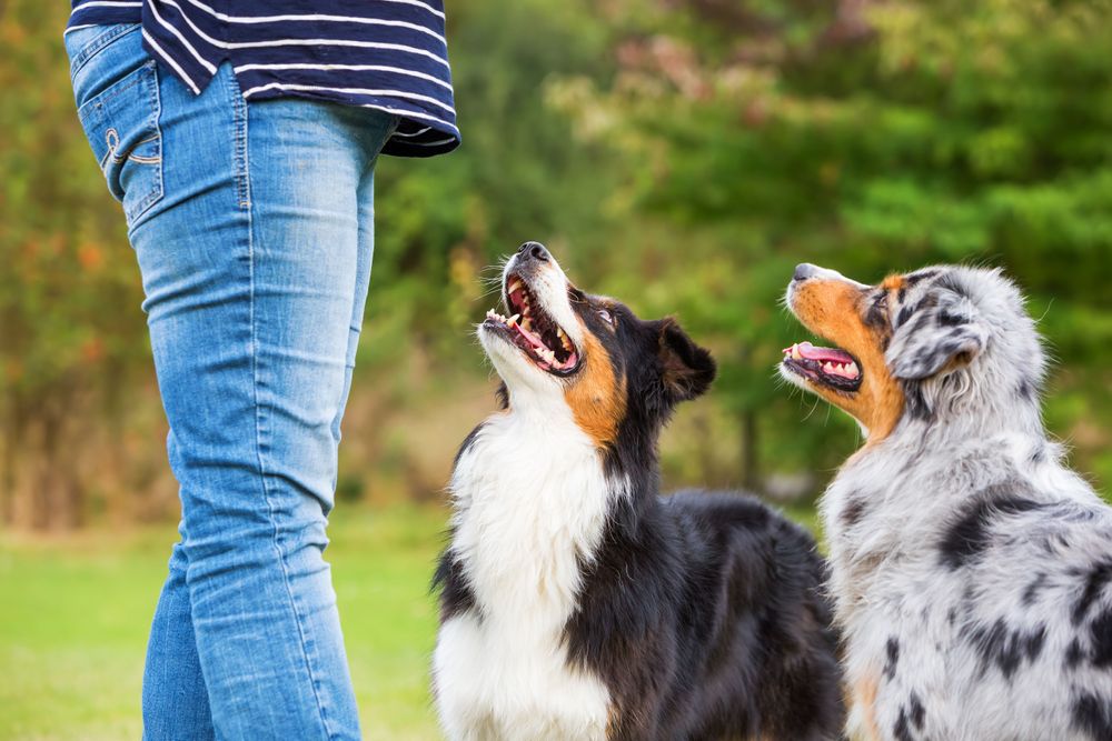 Australian shephers are being trained