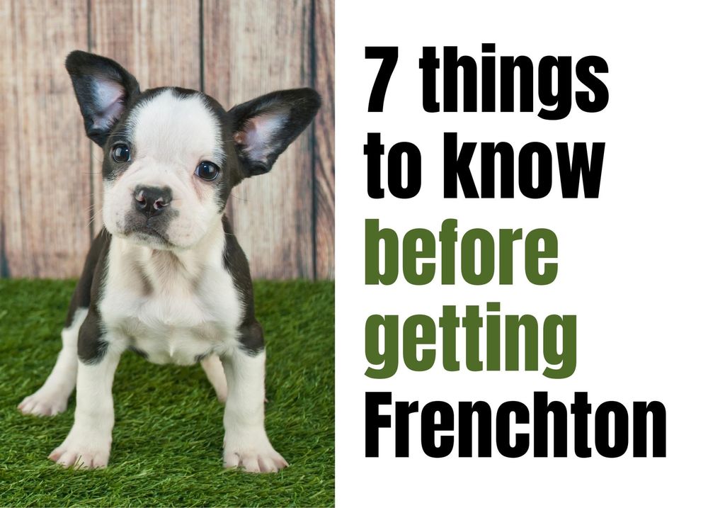 are frenchtons good dogs