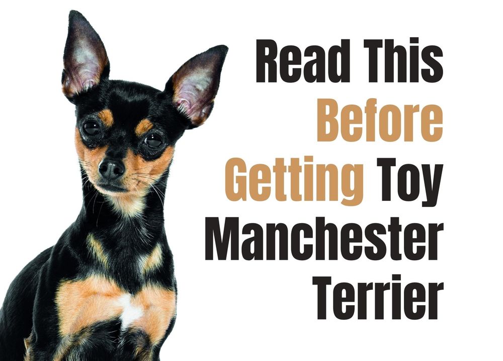 how tall is a manchester terrier