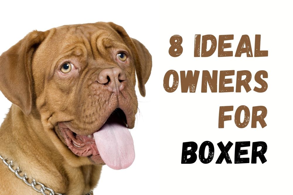 The 9 Types of People Who Will Love Owning a Boxer