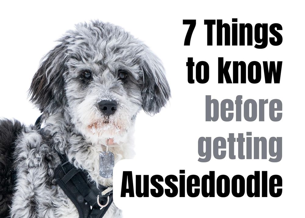 are aussiedoodles smart