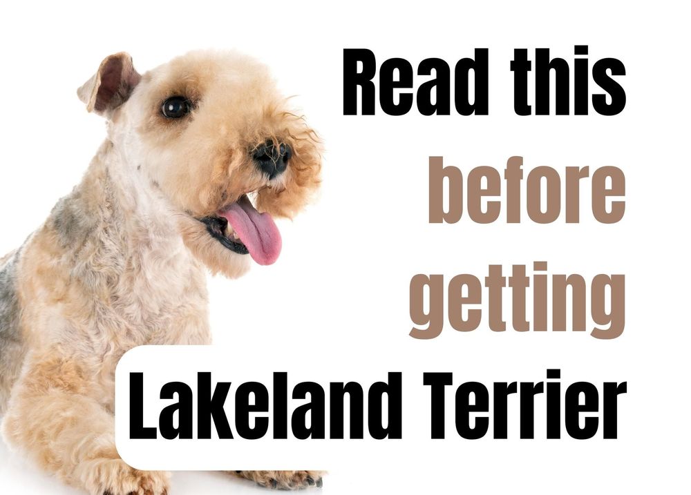 Things to Consider Before Buying a Lakeland Terrier Puppy