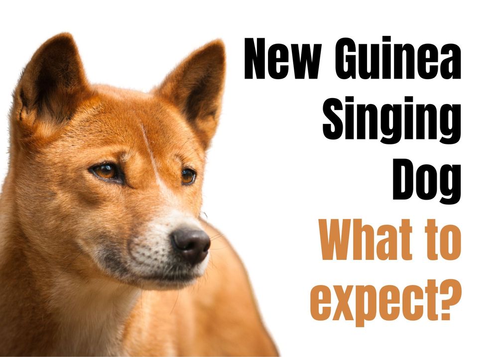Things to Consider Before Buying a New Guinea Singing Puppy 