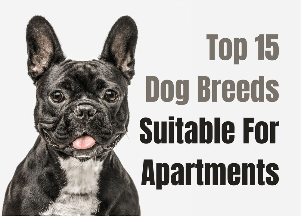 what is the best large breed dog for an apartment