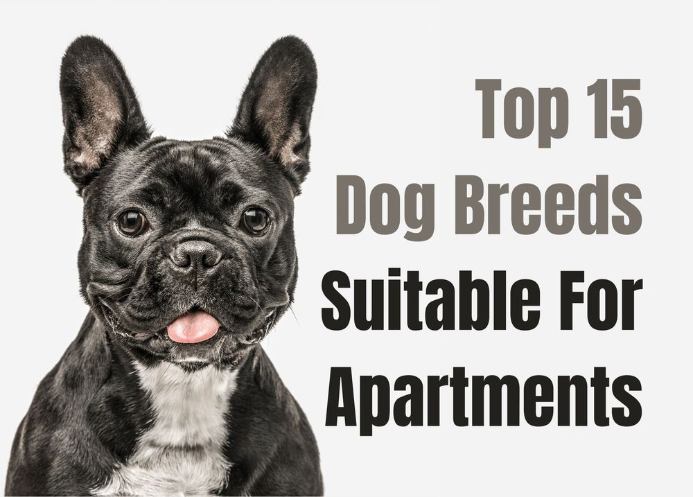 Best large dog 2024 breeds for apartments