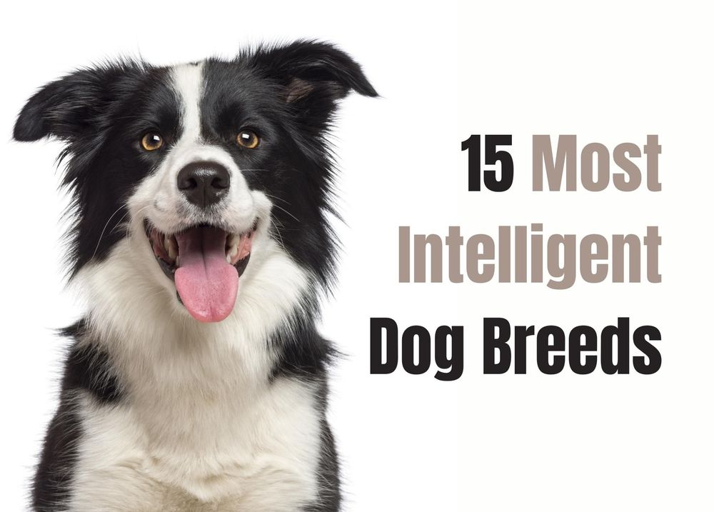 what breeds are the smartest dogs