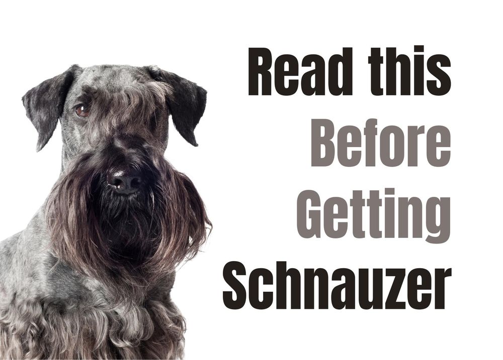 What Are The 8 Key Things To Know About The Schnauzer