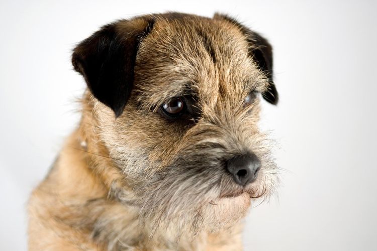 What You Should Know Before Adopting a Border Terrier