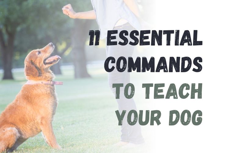 11 Essential Commands to Teach Your Dog